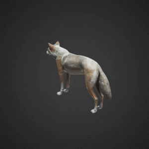 Realistic Rigged Wolf Model