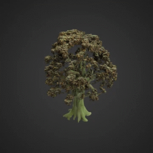 Realistic Oak Tree