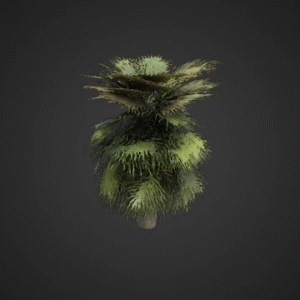 Tropical Palm Tree