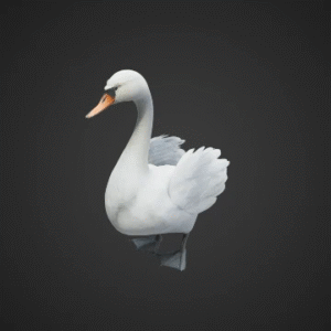 Elegant Swan