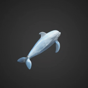 Playful Dolphin