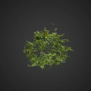 Lush Fern Cluster