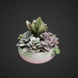 Succulent Plant Collection