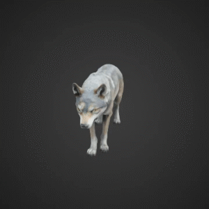 Realistic Grey Wolf