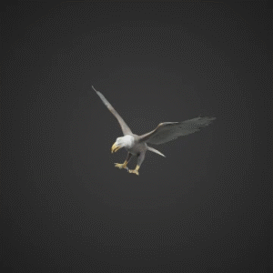 Majestic American Bald Eagle