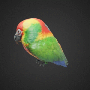 Colorful Tropical Parrot