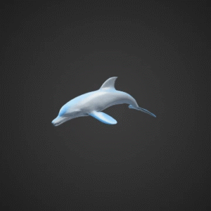 Playful Dolphin