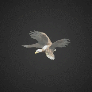 Majestic Eagle