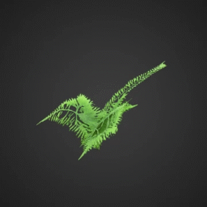Mountain Fern