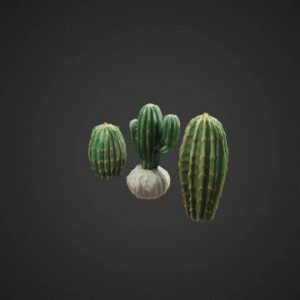 Desert Cactus Group