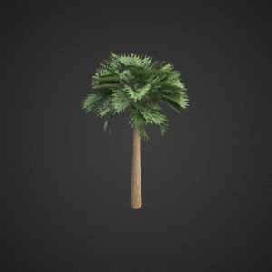 Tropical Palm Tree