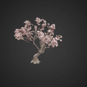 Flowering Cherry Blossom Tree