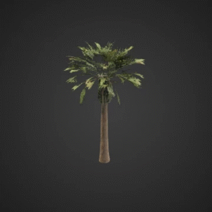 Lush Tropical Palm Tree