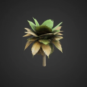 Tropical Palm Tree