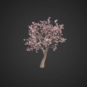 Delicate Cherry Blossom Tree