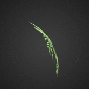 Delicate Fern