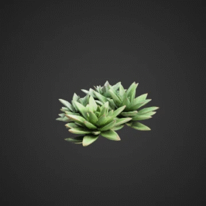 Succulent Plant Collection